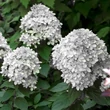 Kép 1/2 - Hydrangea paniculata 'Little Alf' – Bugás hortenzia