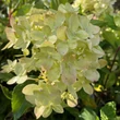 Kép 3/4 - Hydrangea paniculata 'Little Lime'® – Bugás hortenzia