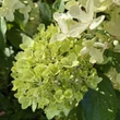 Kép 4/4 - Hydrangea paniculata 'Little Lime'® – Bugás hortenzia