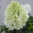 Kép 1/2 - Hydrangea paniculata 'Little Spookey'® – Bugás hortenzia