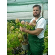 Kép 2/2 - Hydrangea paniculata 'Living Summer Love' – Bugás hortenzia