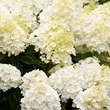 Kép 1/3 - Hydrangea paniculata 'Living Summer Snow' – Bugás hortenzia