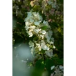 Kép 9/11 - Hydrangea paniculata 'Magical Matterhorn' – Bugás hortenzia