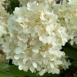 Kép 3/6 - Hydrangea paniculata 'Magical Summer' – Bugás hortenzia