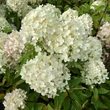 Kép 5/6 - Hydrangea paniculata 'Magical Summer' – Bugás hortenzia