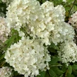 Kép 6/6 - Hydrangea paniculata 'Magical Summer' – Bugás hortenzia
