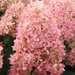 Kép 1/5 - Hydrangea paniculata 'Magical Sweet Summer' (syn.: 'Bokrathirteen') – Bugás hortenzia