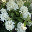 Kép 2/5 - Hydrangea paniculata 'Magical Sweet Summer' (syn.: 'Bokrathirteen') – Bugás hortenzia