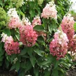 Kép 1/2 - Hydrangea paniculata 'Magical Vesuvius' – Bugás hortenzia