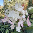 Kép 2/2 - Hydrangea paniculata 'Magical Vesuvius' – Bugás hortenzia