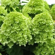 Kép 3/3 - Hydrangea paniculata 'Mojito' – Bugás hortenzia