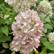 Kép 2/3 - Hydrangea paniculata 'Mojito' – Bugás hortenzia