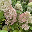 Kép 1/3 - Hydrangea paniculata 'Mojito' – Bugás hortenzia