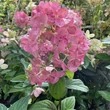 Kép 2/3 - Hydrangea paniculata 'Pastelgreen'® (syn.: 'Rencolor PBR') – Bugás hortenzia