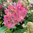 Kép 1/3 - Hydrangea paniculata 'Pastelgreen'® (syn.: 'Rencolor PBR') – Bugás hortenzia