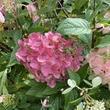 Kép 3/3 - Hydrangea paniculata 'Pastelgreen'® (syn.: 'Rencolor PBR') – Bugás hortenzia