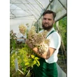 Kép 2/2 - Hydrangea paniculata 'Polar Bear'® – Fehér hortenzia (díjnyertes)