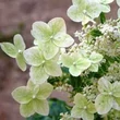 Kép 1/4 - Hydrangea paniculata 'Shikoku Flash' – Bugás hortenzia