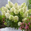 Kép 1/10 - Hydrangea paniculata 'Skyfall' – Bugás hortenzia