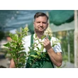 Kép 2/3 - Hydrangea paniculata 'Vanille Fraise' -  Bugás hortenzia