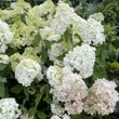Kép 2/2 - Hydrangea paniculata 'Vanille Fraise' -  Bugás hortenzia