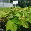Kép 4/5 - Hydrangea quercifolia 'Munchkin'® - Tölgylevelű hortenzia