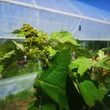 Kép 3/5 - Hydrangea quercifolia 'Munchkin'® - Tölgylevelű hortenzia
