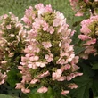 Kép 5/5 - Hydrangea quercifolia 'Munchkin'® - Tölgylevelű hortenzia