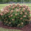 Kép 1/5 - Hydrangea quercifolia 'Munchkin'® - Tölgylevelű hortenzia
