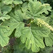 Kép 6/8 - Hydrangea quercifolia 'Ruby Slippers®' – Tölgylevelű hortenzia