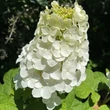 Kép 3/8 - Hydrangea quercifolia 'Ruby Slippers®' – Tölgylevelű hortenzia