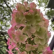 Kép 4/8 - Hydrangea quercifolia 'Ruby Slippers®' – Tölgylevelű hortenzia