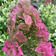 Kép 5/8 - Hydrangea quercifolia 'Ruby Slippers®' – Tölgylevelű hortenzia