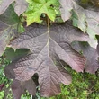 Kép 7/8 - Hydrangea quercifolia 'Ruby Slippers®' – Tölgylevelű hortenzia