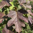 Kép 8/8 - Hydrangea quercifolia 'Ruby Slippers®' – Tölgylevelű hortenzia
