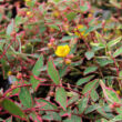 Kép 1/2 - Hypericum moserianum 'Tricolor' – Tarka orbáncfű