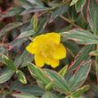 Kép 2/2 - Hypericum moserianum 'Tricolor' – Tarka orbáncfű