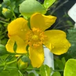 Kép 2/2 - Hypericum patulum 'Hidcote Gold' (syn.: 'Hidcote') – Japán orbáncfű
