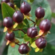 Kép 1/2 - Hypericum 'Purple Berries' – Bordó bogyós orbáncfű