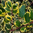 Kép 1/3 - Ilex altaclerensis 'Golden King' - Sárga levélszélű magyal