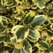 Kép 2/3 - Ilex altaclerensis 'Golden King' - Sárga levélszélű magyal (termős)