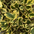 Kép 3/3 - Ilex altaclerensis 'Golden King' - Sárga levélszélű magyal (termős)