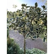 Kép 2/2 - Ilex aquifolium 'Argenteomarginata' (syn.: 'Argentea Marginata') - Tarkalevelű közönséges magyal (magas törzsű)