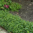 Kép 2/2 - Ilex aquifolium 'Heckenzwerg' – Magyal