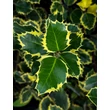 Kép 1/4 - Ilex aquifolium 'Variegata' – Magyal