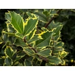 Kép 3/4 - Ilex aquifolium 'Variegata' – Magyal - képek rendelés vásárlás a Megyeri Szabolcs Kertészeti webáruházban.