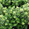 Kép 1/2 - Ilex crenata 'Glorie Dwarf' – Csipkéslevelű magyal