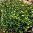 Kép 2/2 - Ilex crenata 'Glorie Dwarf' – Csipkéslevelű magyal