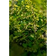 Kép 3/5 - Ilex crenata 'Golden Gem' – Csipkéslevelű magyal