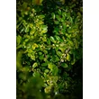 Kép 5/5 - Ilex crenata 'Golden Gem' – Csipkéslevelű magyal